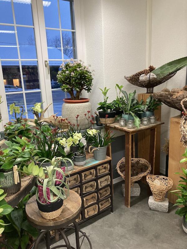 kleinere Pflanzen für drinnen